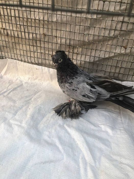 Продается челкарь смец