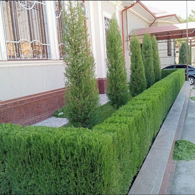 Bogʻbonchilik hizmati