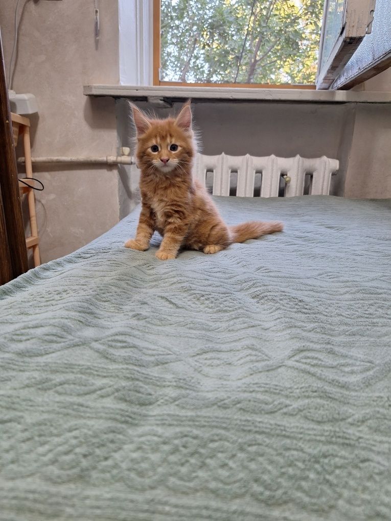 Котята породы мей-кун, на бронирование!