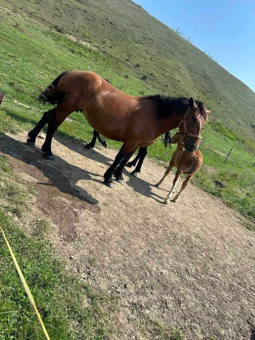 Iepe de vanzare cluj