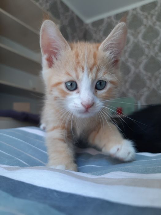 Отдадим котят в хорошие руки