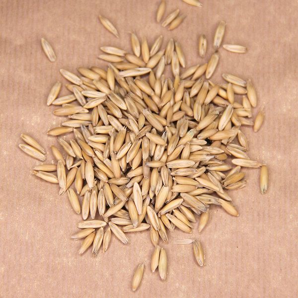 Овес на корм , на семена