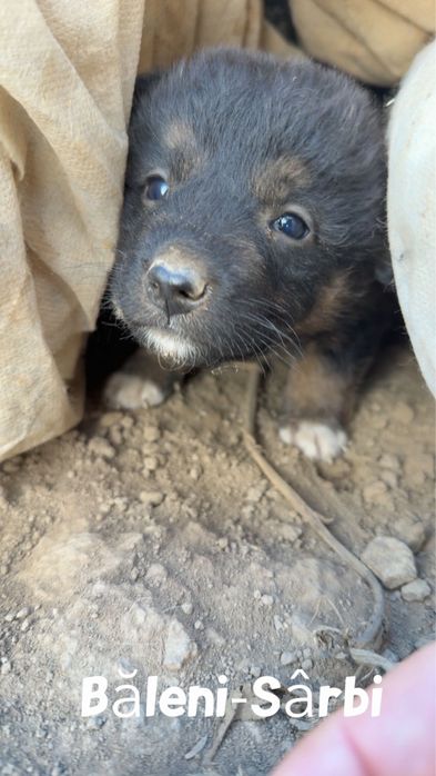 Donez Cățeluși Metis