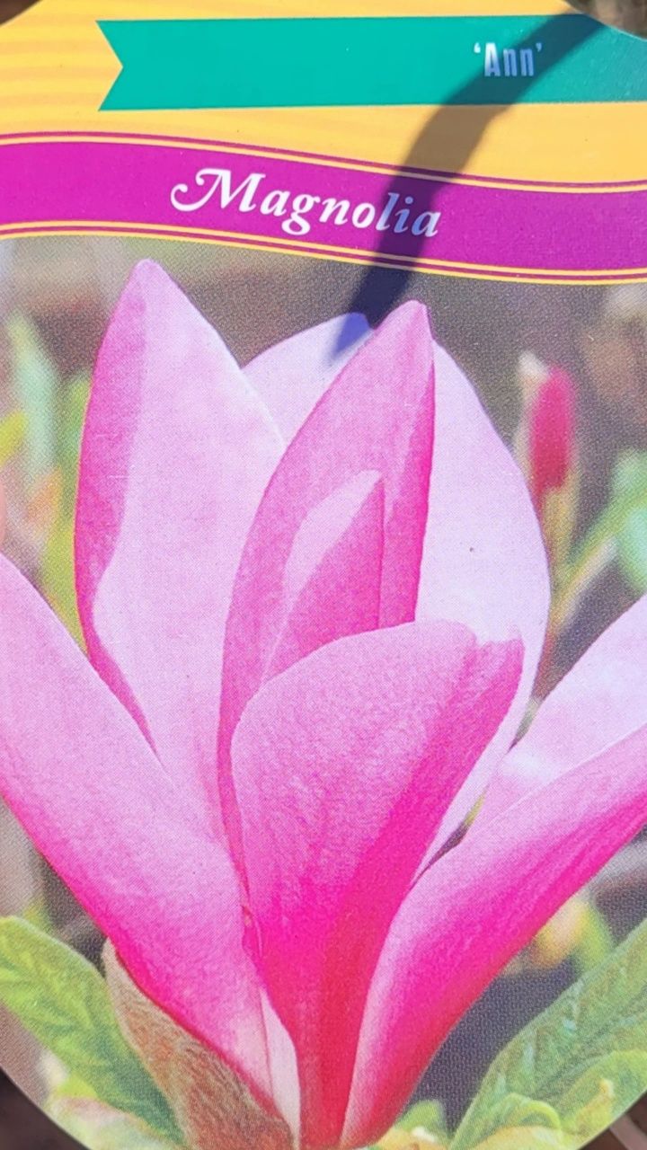 Magnolie 150-180 cm