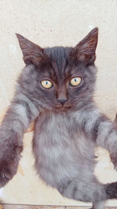 Отдам котят к добрым людям