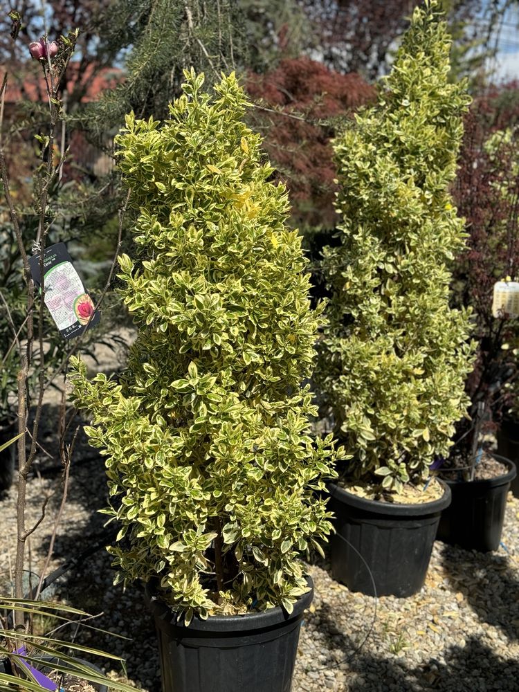 Euonymus tufe si globuri