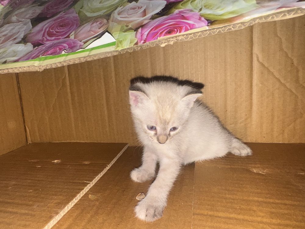 mushuk siyamski 1 yosh qizbola 100$  bolasiya bor 1 oyli