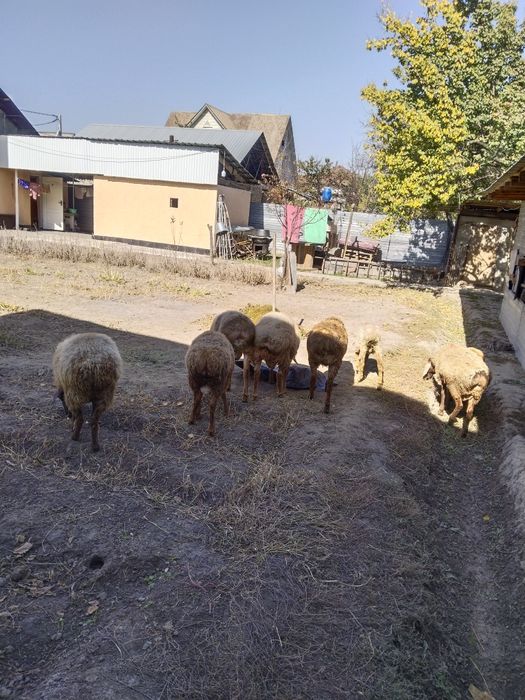 Продам домашних жирных баранов стоят на откорме молодняк.