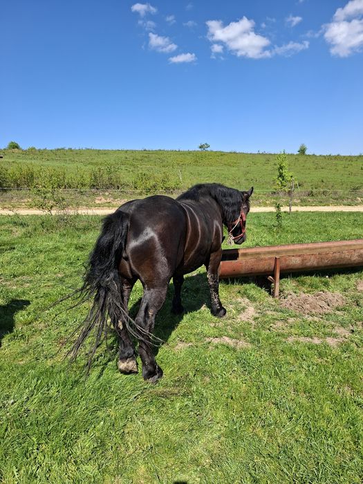 Vând mânză de 2 ani jumate