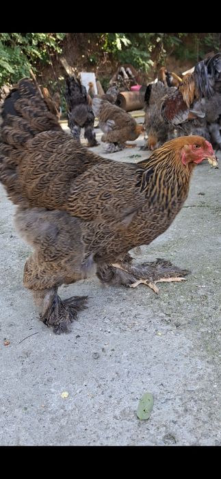 Familie Brahma Potarnichiu