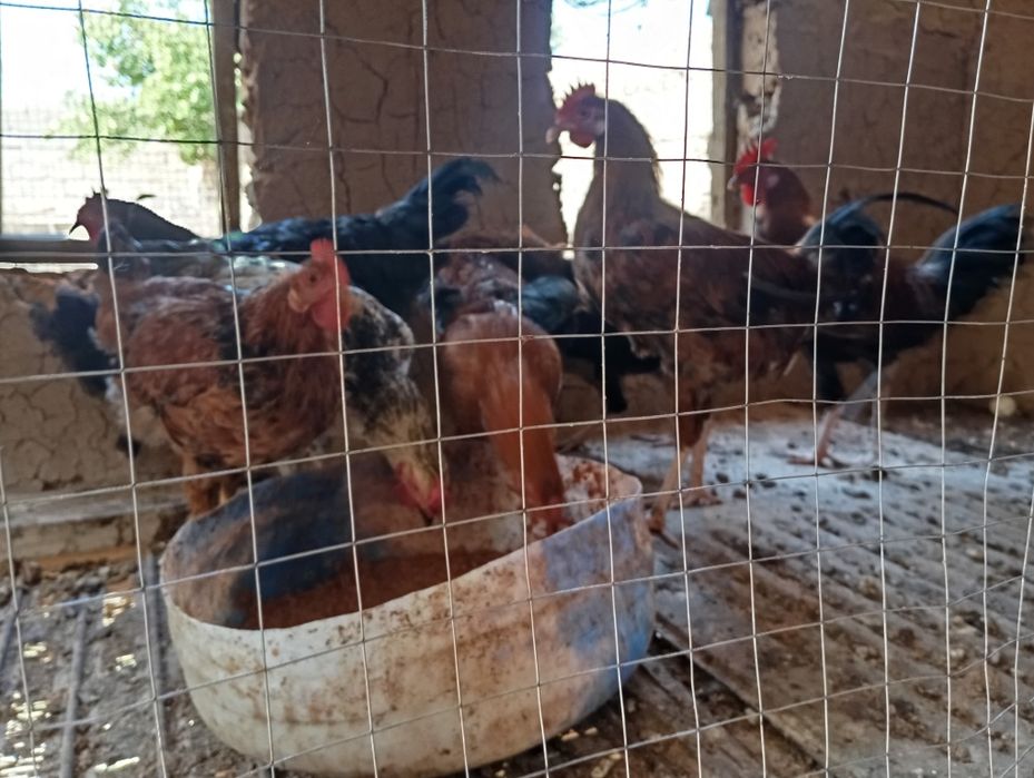 Xoʻrozlar sotiladi  Emlangan Aprelni xoʻrozchalari Qichqirgan.