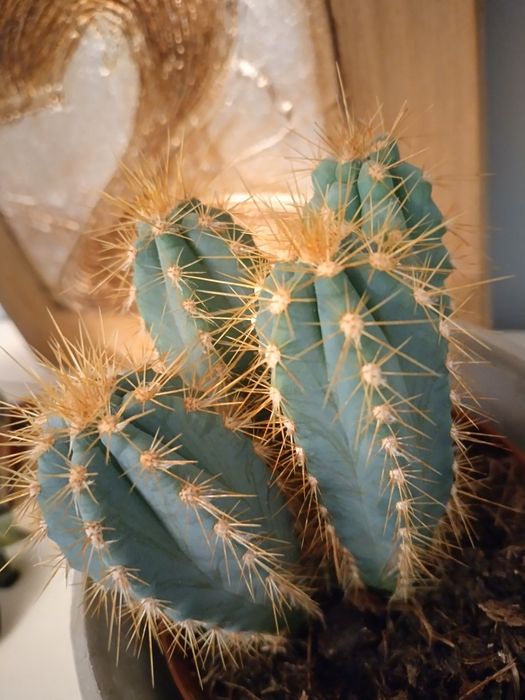 Екзотичен кактус от Малта