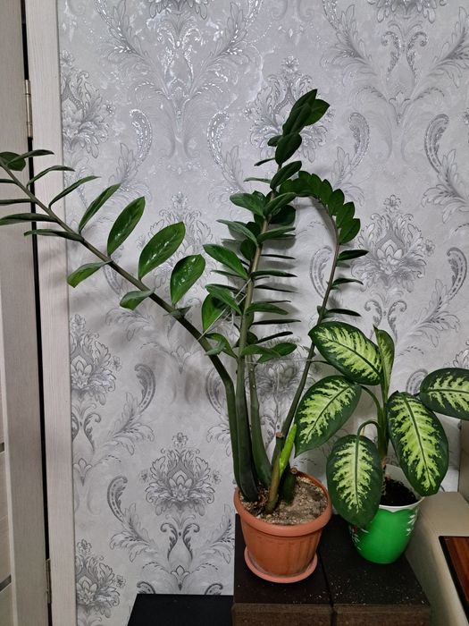 Продам долларовое дерево