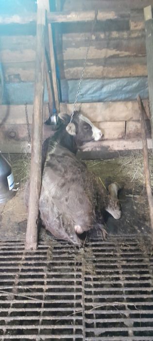 Vaca gestanta in 8 luni