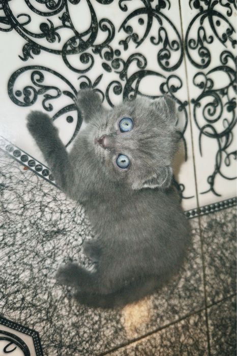 Шотладнцы ищут себе дом