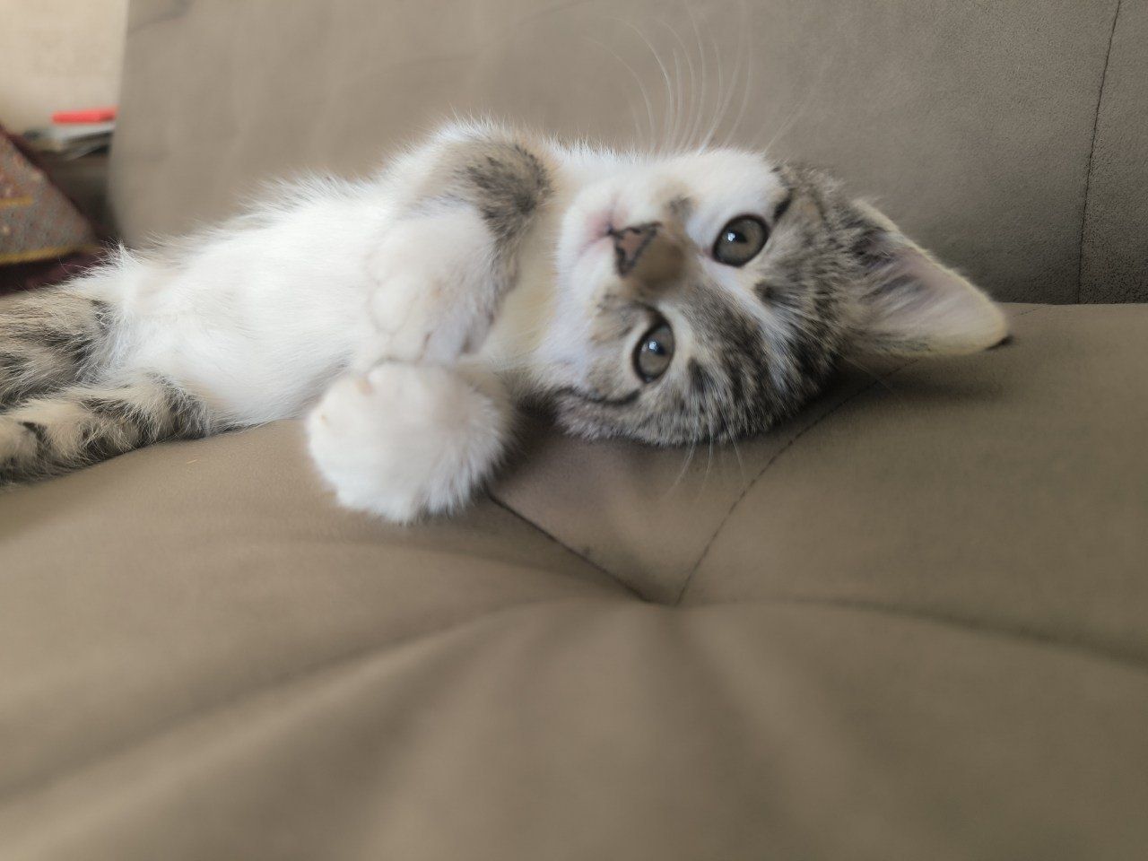 Котята  отдам в хорошие руки
