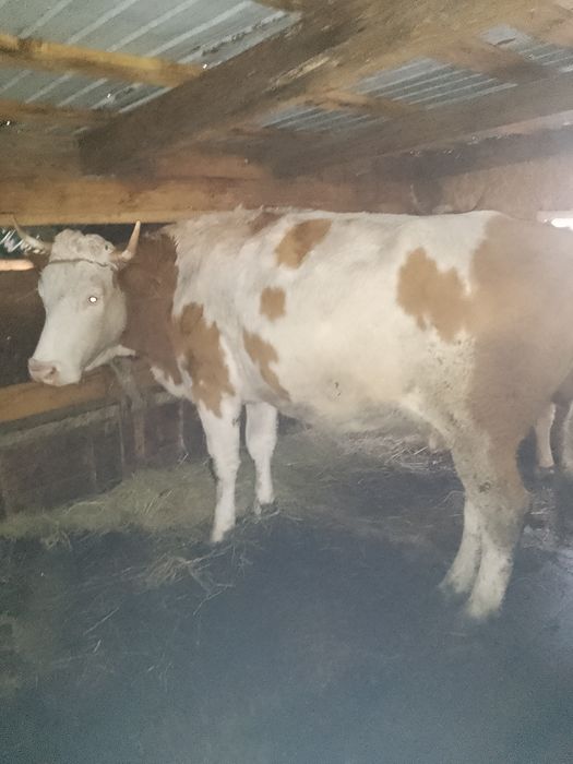 Vând vaci  gestante și un cal castrat