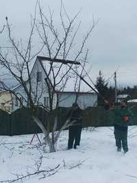 Обрезка деревьев и кустарников