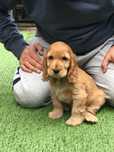 Cocker Spaniel mascul