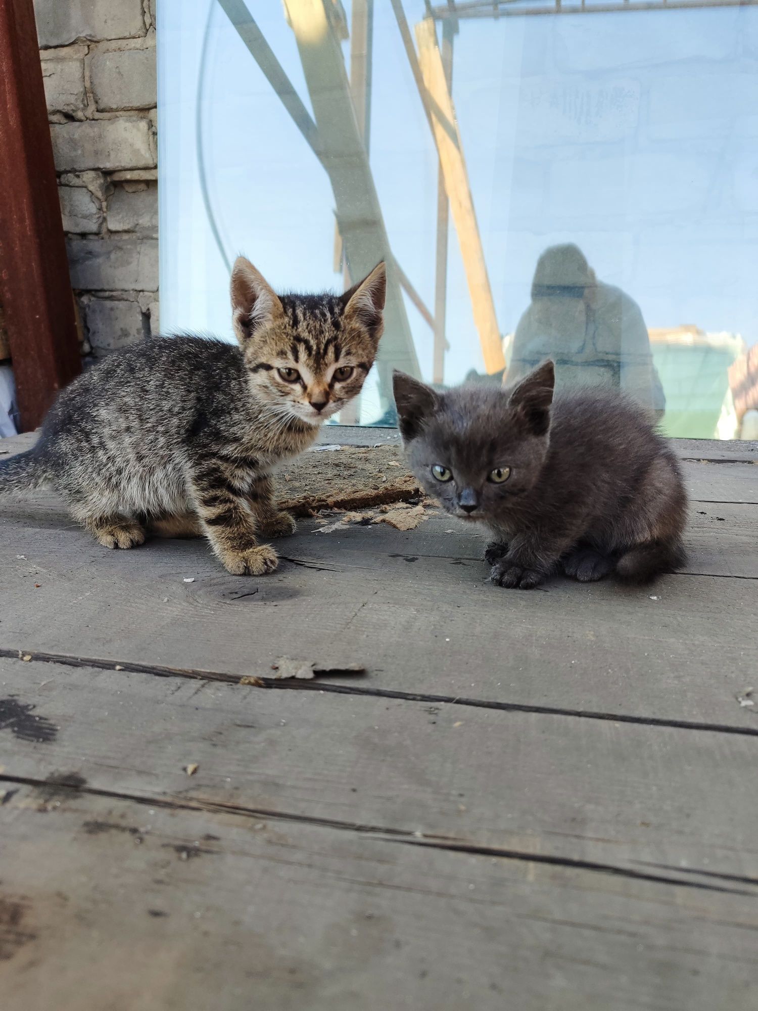 Котята ищут дом и добрых хозяев