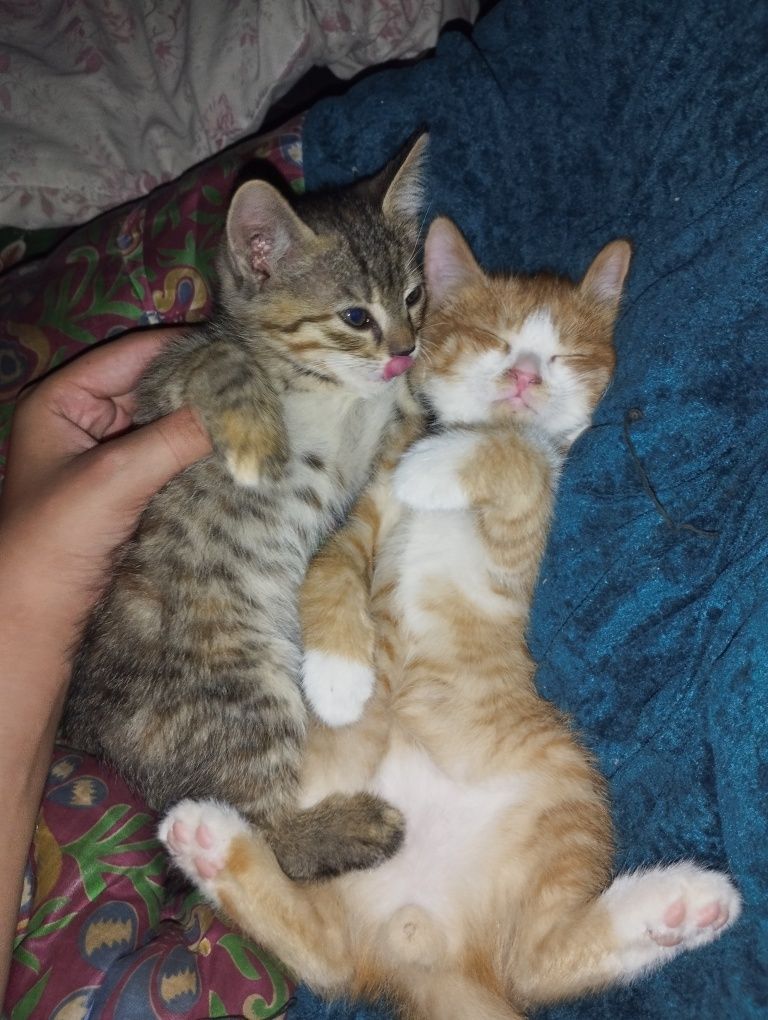 Котята мальчик и девочка