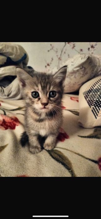 Отдам котенка девочку