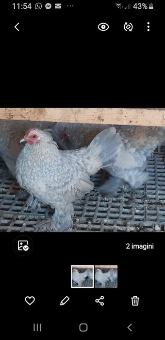 Familie mii de flori,isabell