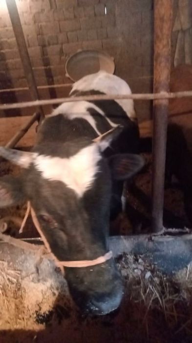 Продам бычки, буха сатылады семіз бордақы