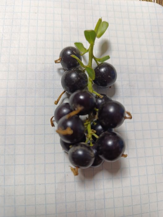 Саженцы сморжовника