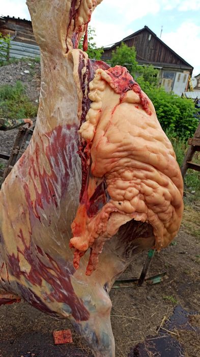 Тай, Согым, ет, конина