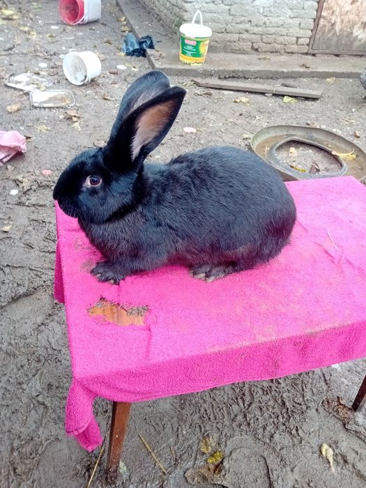 Iepuri diferite rase