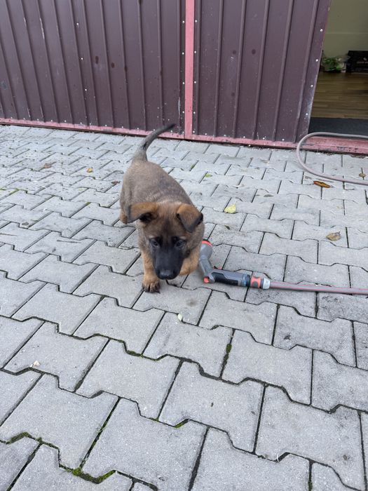 Donez puiuti (fetita) malinois