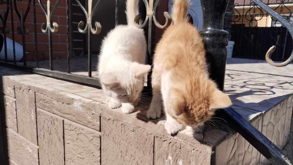 Котик в добрые руки