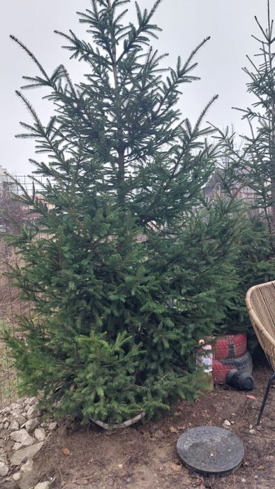 Brad natural, inaltime peste 2 m