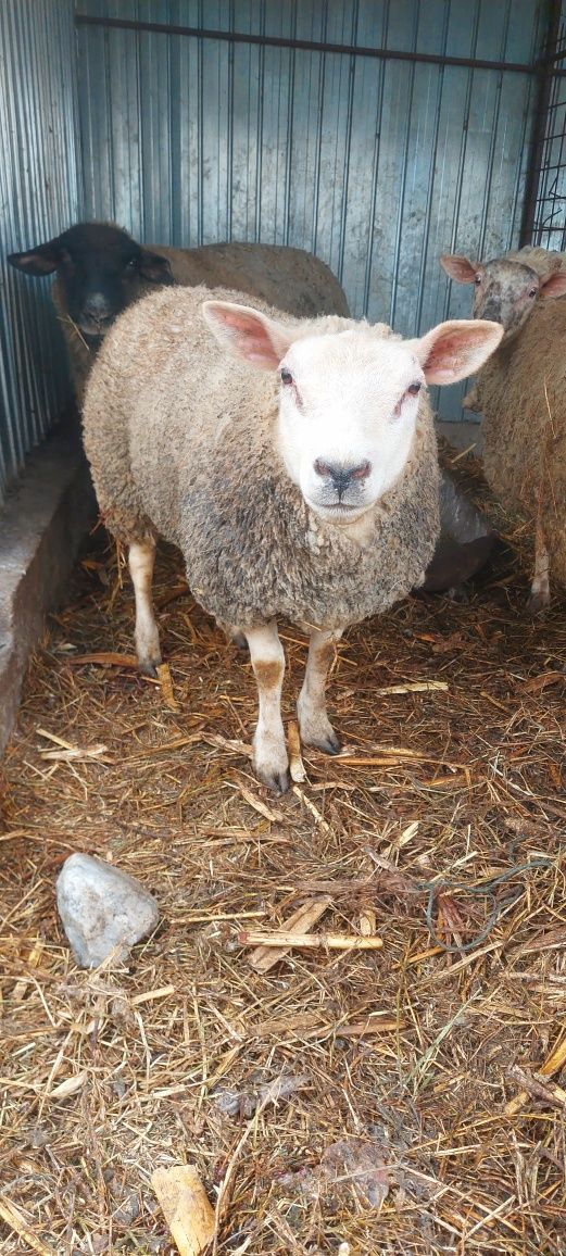 Vand oaie si berbec texel