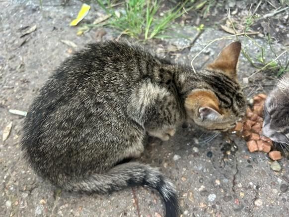 Pisici pt adoptie