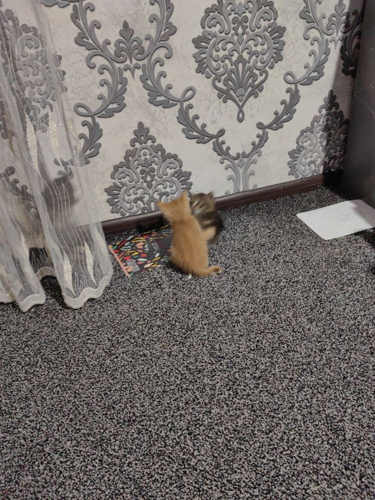 Мушук боллар сотилади