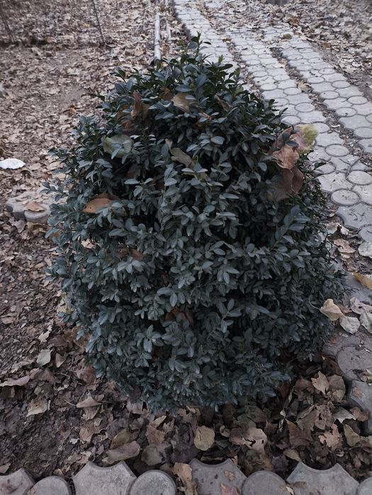 Самшит вечнозелёный