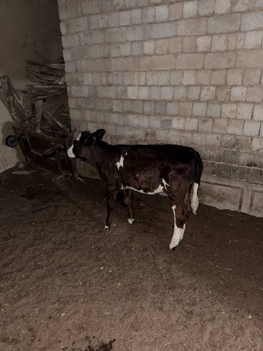 Mol sotiladi gunajin