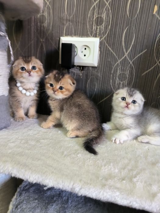 Котята чистокровные