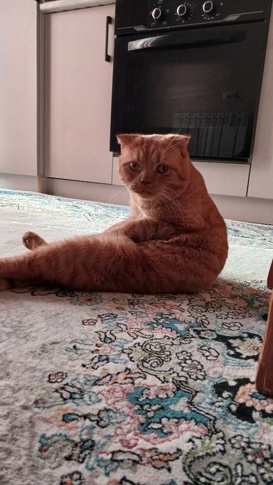 Mushuk skottish sotiladi