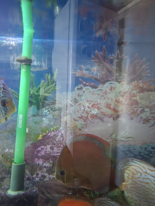 Продается дискус Ред ковер самка