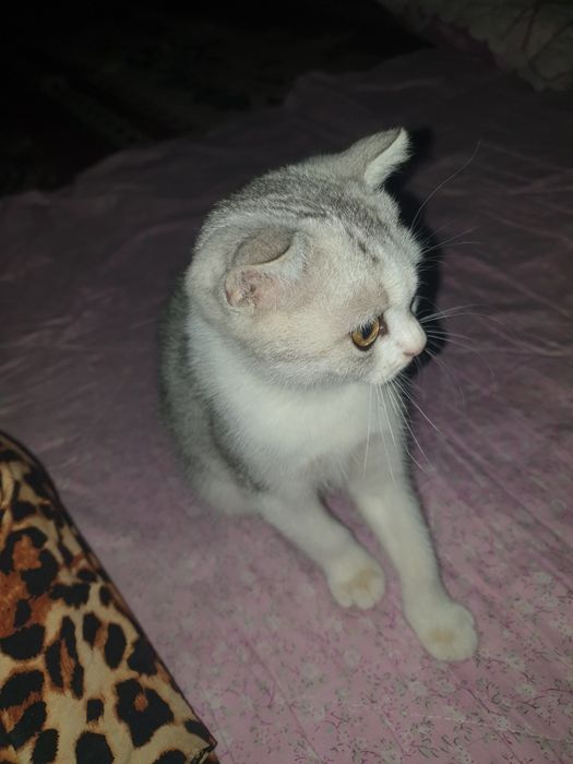Scottish fold shinshilla