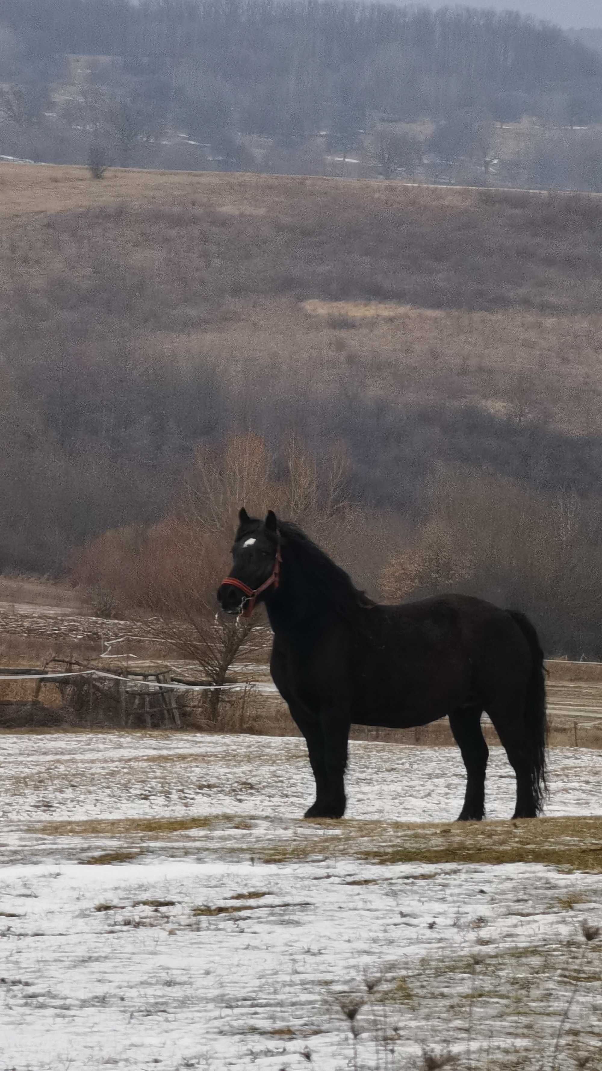 Iapa neagră de vânzare