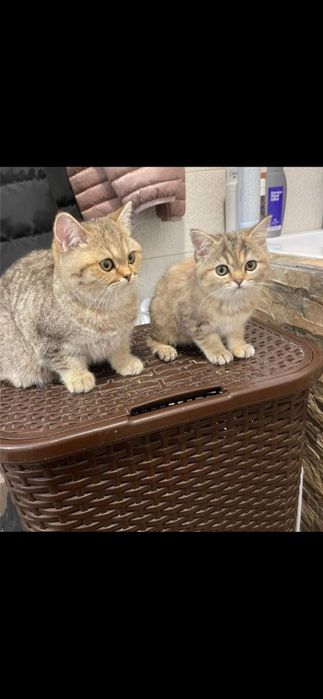 British shorthair băiețel
