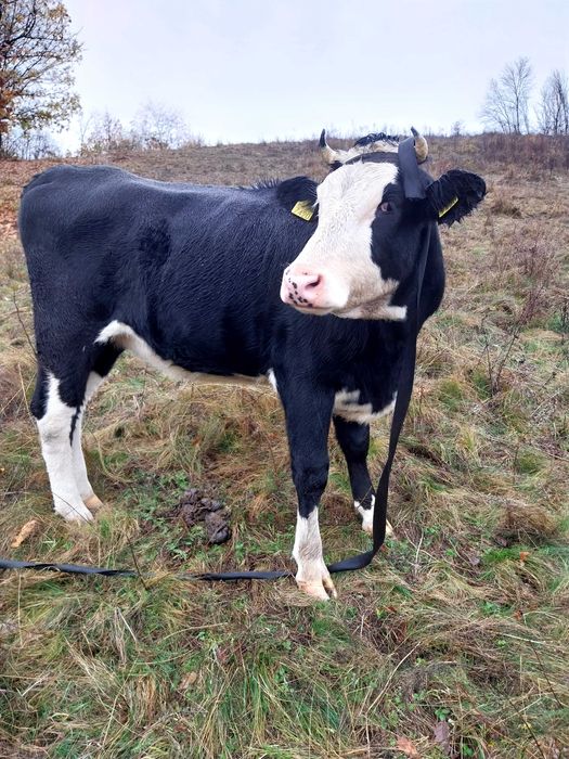 Vand juninca blândă  si buna de tinut