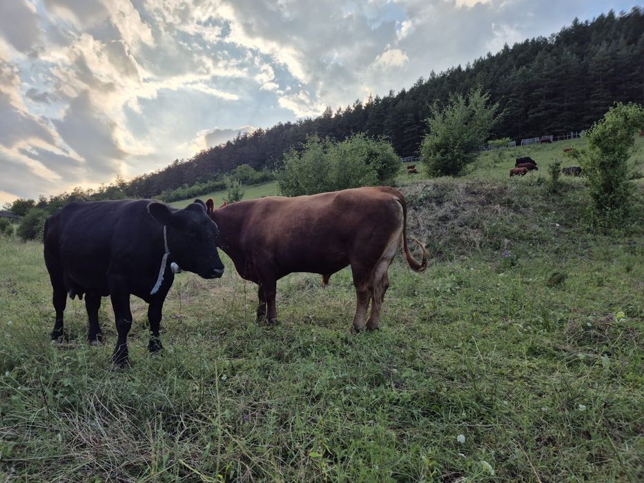 Vând lot Angus (Taur, tăurași,Vaci, viței)