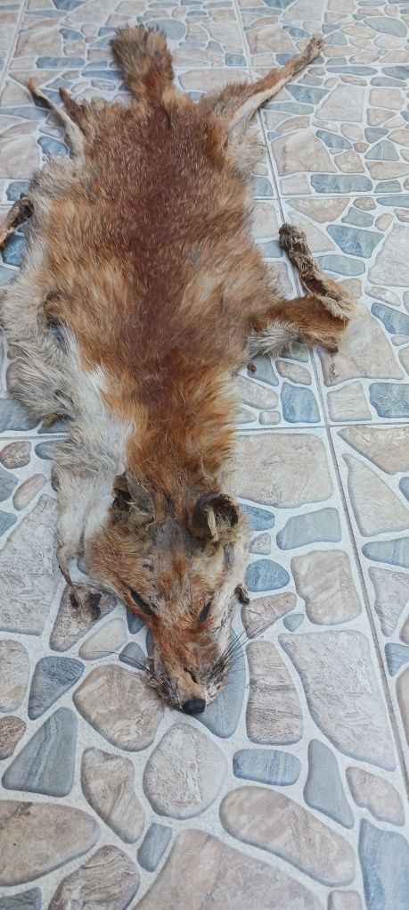 Кожа от лисица за украса