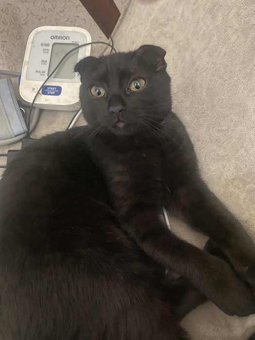 Самка Кошка (Не уличная!) Домик и Туалет в подарок