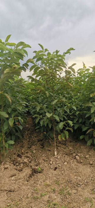 Nuci anul 2 de vânzare diferite mărimi